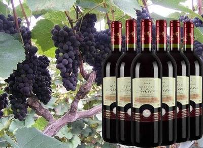 葡萄酒、香檳-法國波爾多紅酒 朱莉安2008經(jīng)典干紅葡萄酒 法國葡萄酒低價批發(fā)-.