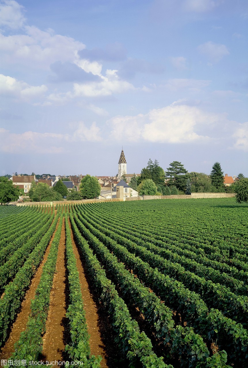 法國,勃艮第,c?或者,nuitssaintgeorges,葡萄園c?無德努依紅葡萄酒