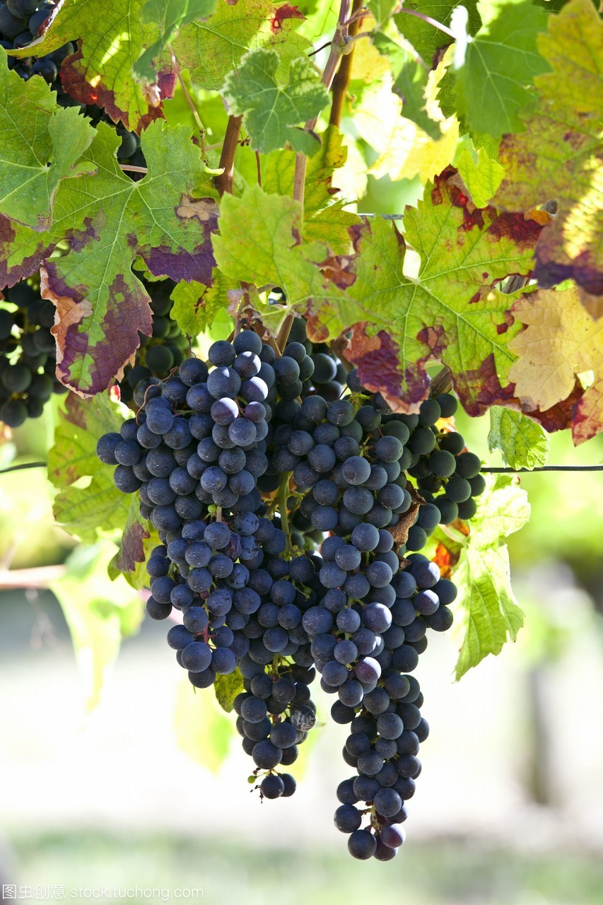 在法國(guó)波爾多地區(qū)的fontcaillebellevue的一棵古老的葡萄藤上,成熟的梅洛葡萄